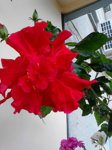 floare de trandafir - FLORILE MELE DIN 2014