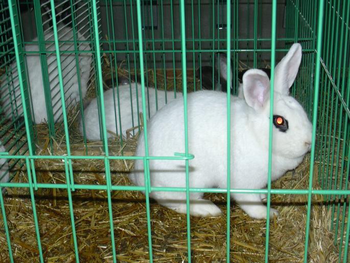albul de HOTOT - Rase de iepuri