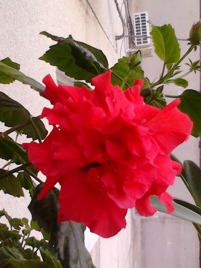 floare rosie batuta