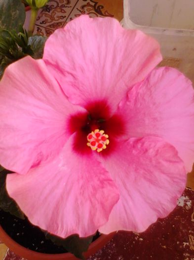 floare roz de trandafir