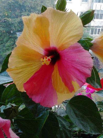 floare obtinuta prin alaturarea  a doua plante de culori     diferite