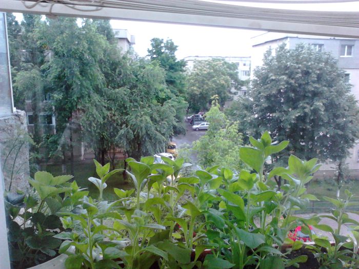 lastari de petunii si imagine din balcon