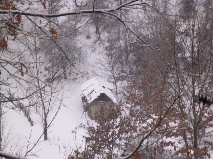 SAM_8805 - DE PRIN NATURA