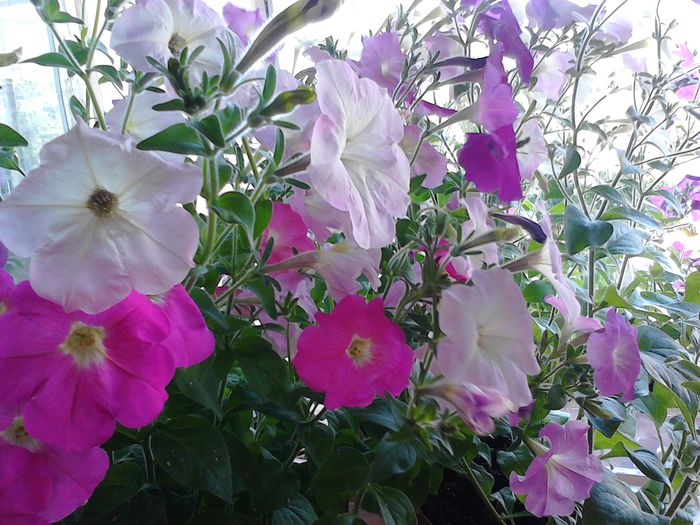 padurice de petunii la bucatarie