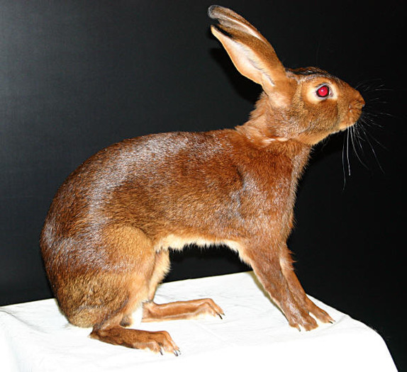 Hasen - Rase de iepuri