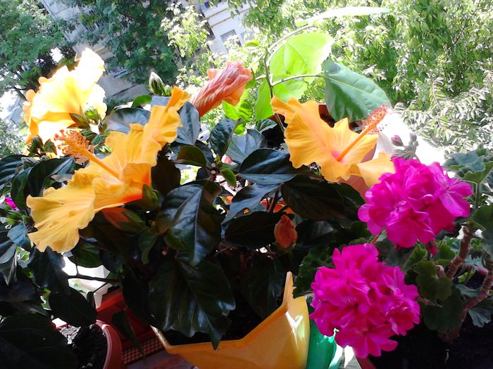 muscate mov si trandafiri