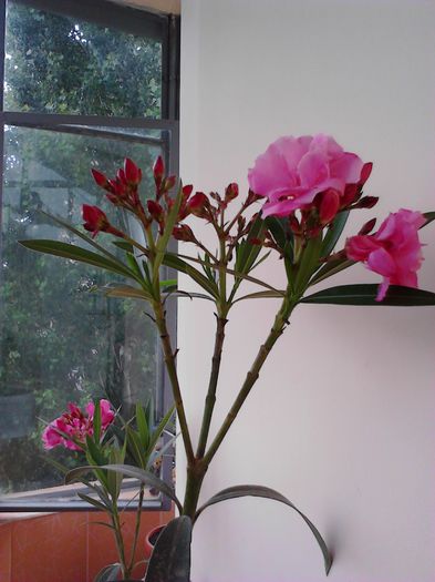 s-au deschis primele flori de leandru - FLORILE MELE DIN 2014