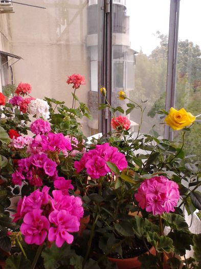 trandafir pitic galben si muscate