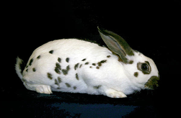 Pestrit chinchilla - Rase de iepuri