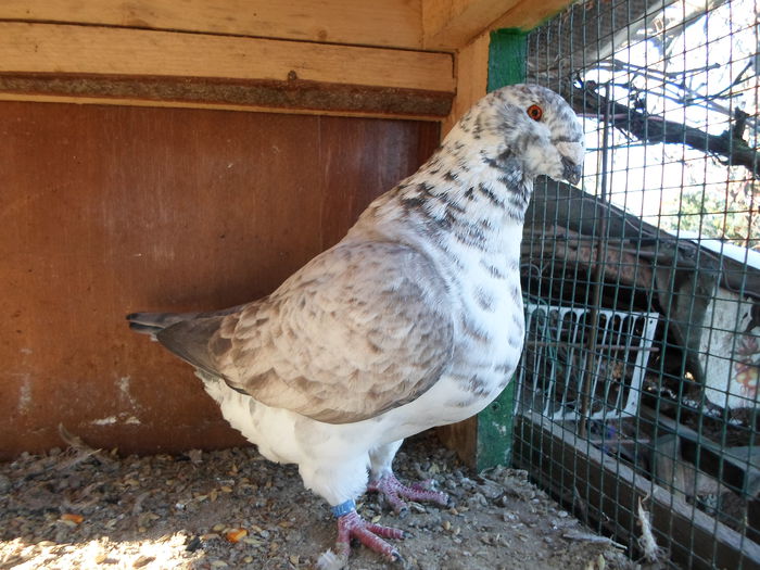 Femela Lippai Sandor, 2013