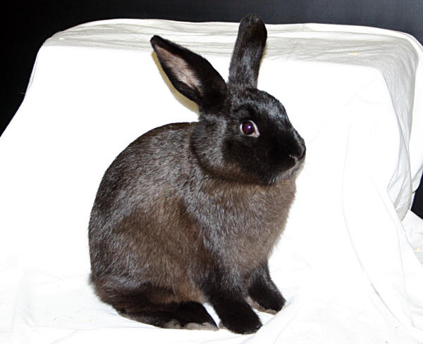 Rabbit (2) - Rase de iepuri