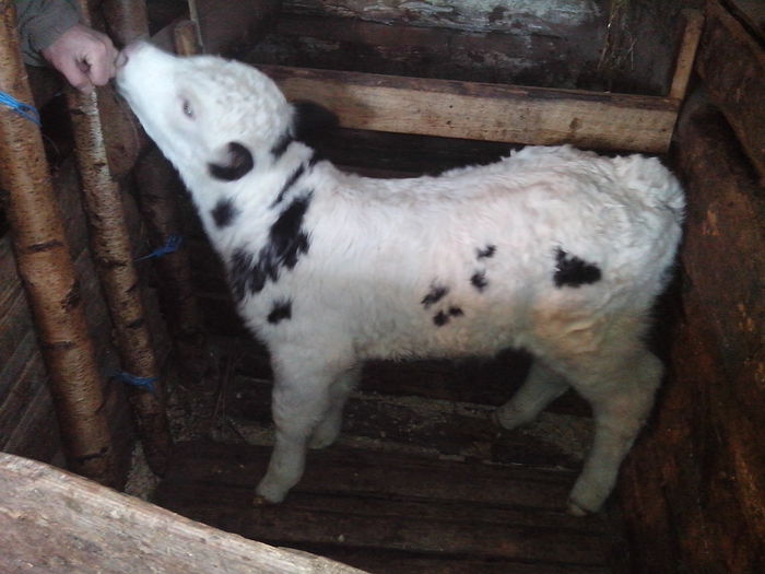 Tauras Belgian O saptamana. - Animale din gospodarie