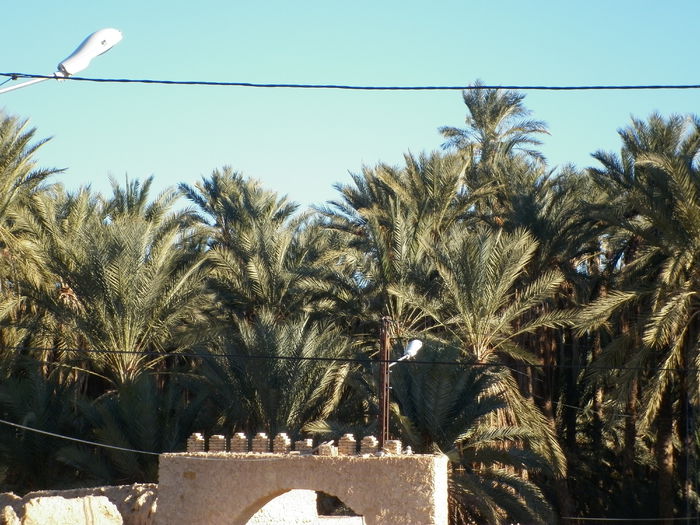 P1000887 - poze tunisia 2014