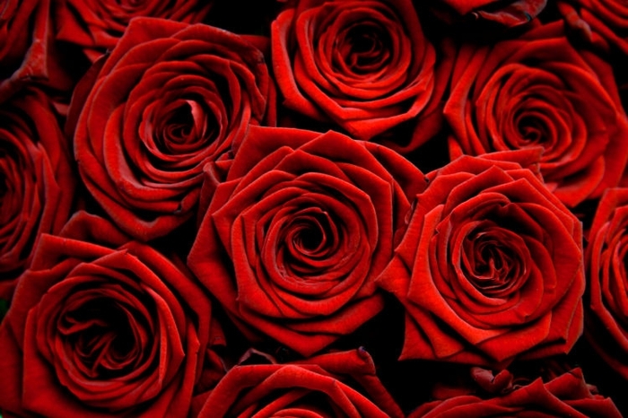 Trandafiri-rosii-293 - tradafiri