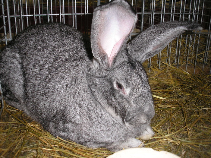 urias german chinchila - Rase de iepuri