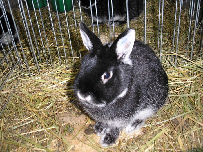 Weissgrannen negru (argintiu-vulpesc inspicat cu alb) (2) sau negru inspicat - Rase de iepuri