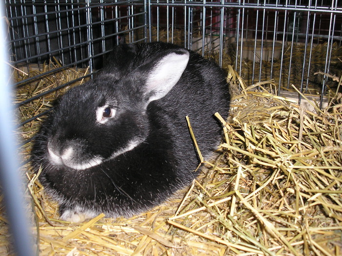 Weissgrannen  argintiu-vulpesc inspicat cu alb(1) sau negru inspicat - Rase de iepuri