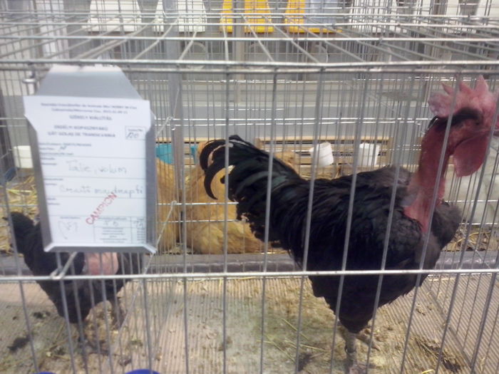 CAM02540 - 0 0 0 a 01 09 2015 EXPO SECUIESC SALA SPORTURILOR MIERCUREA CIUC