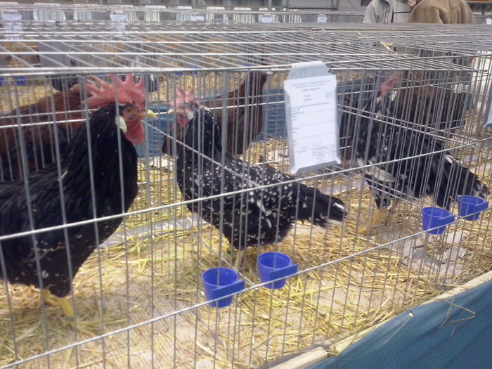 CAM02544 - 0 0 0 a 01 09 2015 EXPO SECUIESC SALA SPORTURILOR MIERCUREA CIUC