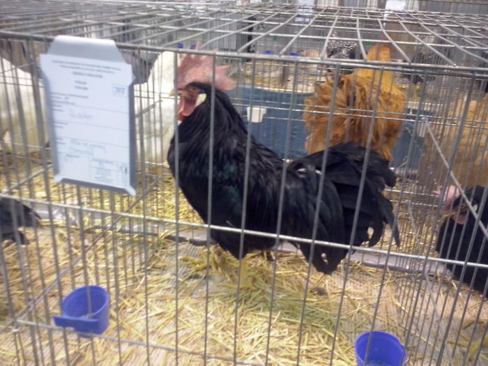 CAM02548 - 0 0 0 a 01 09 2015 EXPO SECUIESC SALA SPORTURILOR MIERCUREA CIUC