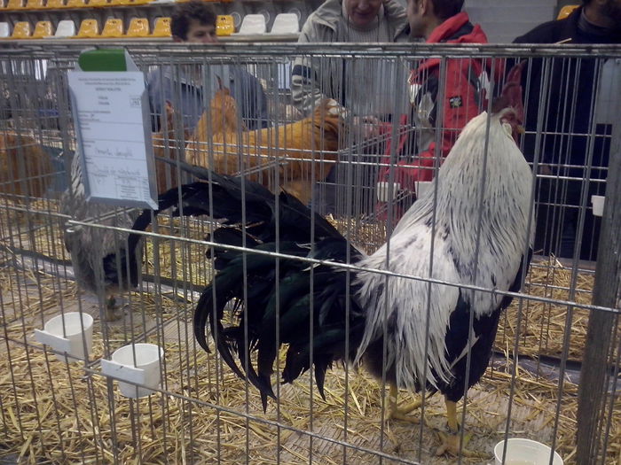 CAM02549 - 0 0 0 a 01 09 2015 EXPO SECUIESC SALA SPORTURILOR MIERCUREA CIUC