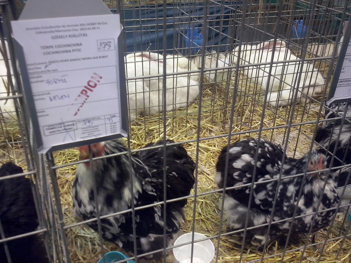 CAM02564 - 0 0 0 a 01 09 2015 EXPO SECUIESC SALA SPORTURILOR MIERCUREA CIUC