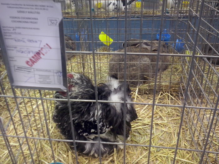 CAM02569 - 0 0 0 a 01 09 2015 EXPO SECUIESC SALA SPORTURILOR MIERCUREA CIUC