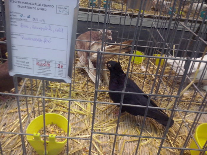 CAM02620 - 0 0 0 a 01 09 2015 EXPO SECUIESC SALA SPORTURILOR MIERCUREA CIUC