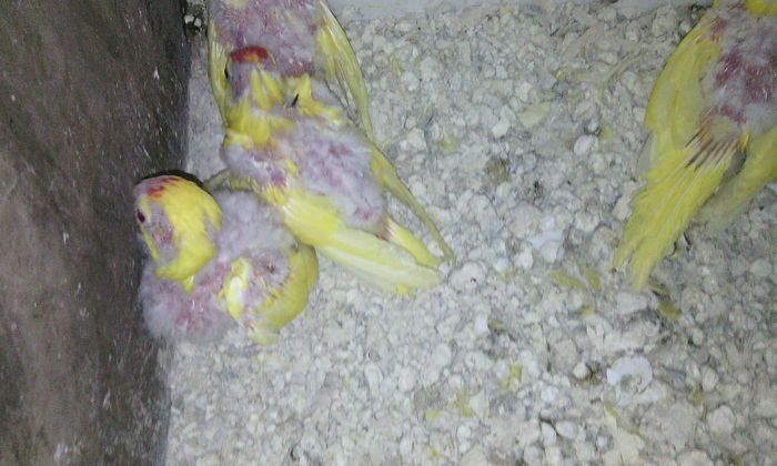 pui kakariki ianuarie 2015 - PAPAGALI KAKARIKI