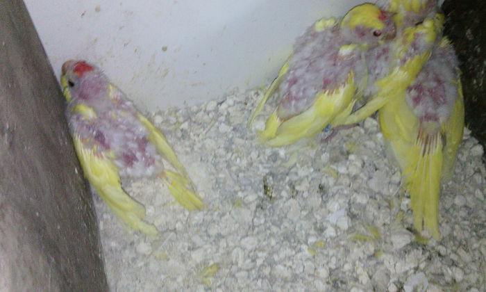 ianuarie 2015 - PAPAGALI KAKARIKI