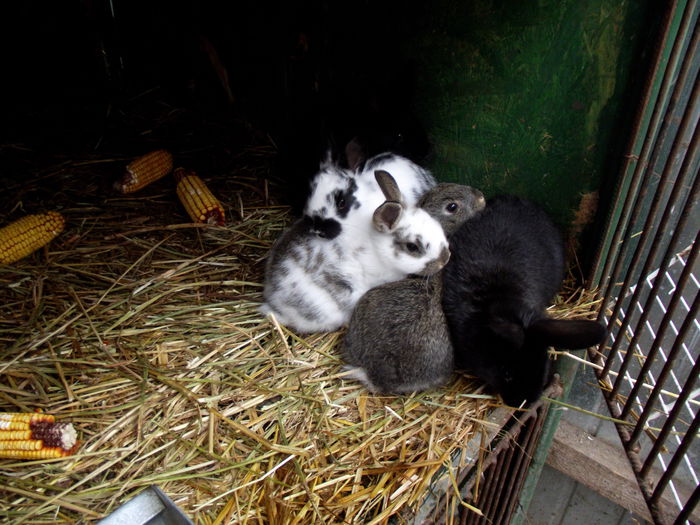 DSCF2176 cativa intarcati (1) - I--- iepuri