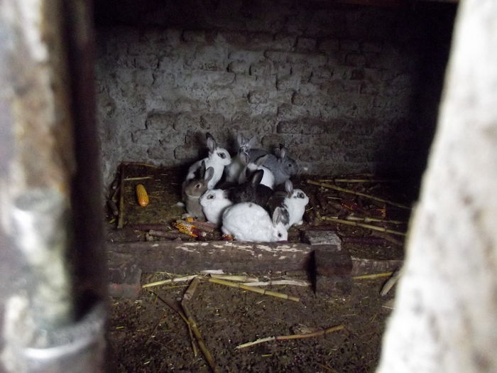 cateva femele la gramada - I--- iepuri