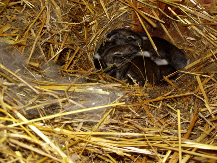 cuib 31.12.2014 urechiusa-carol 6 bucati, prima fatare (1)