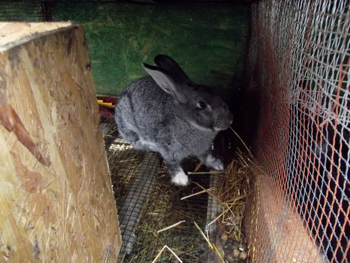 cuib chinchila(numele este doar de la culoare)-carol 02.01.2015- 4 bucati (1)