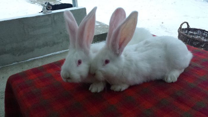 20150109_165741 - 6 Pui