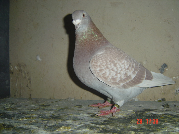 f09,tot un tipar propriu