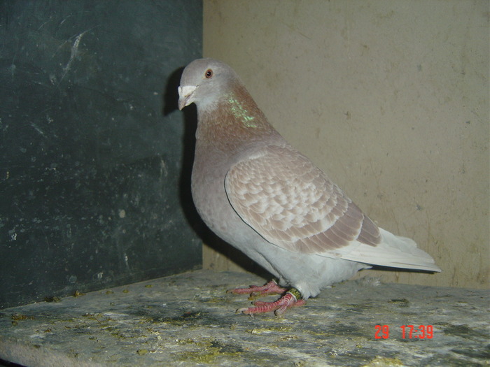 09,asteapta sa faca anu - album 2010