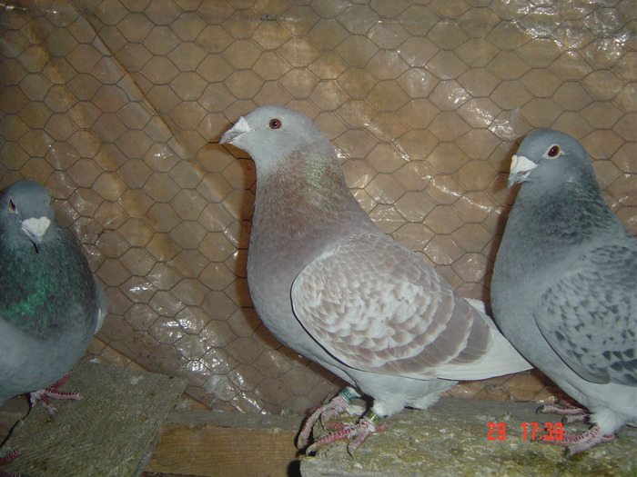 femele 08 - album 2010