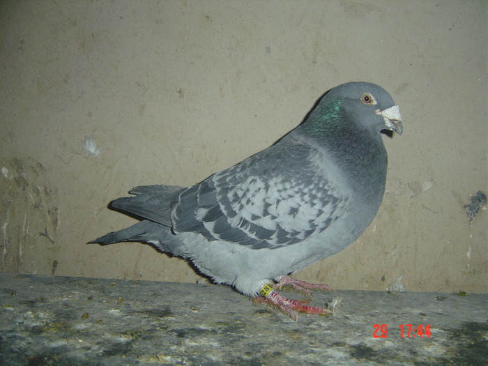 m06 - album 2010