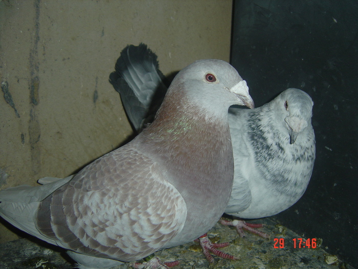 DSC00130 - album 2010
