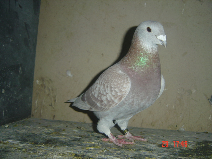 f09 - album 2010