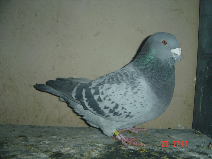 f06 - album 2010
