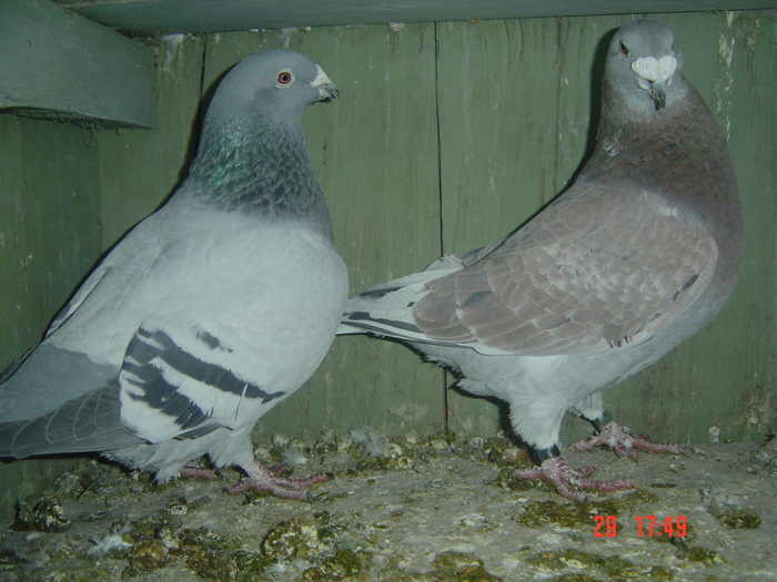 m06,f07 - album 2010