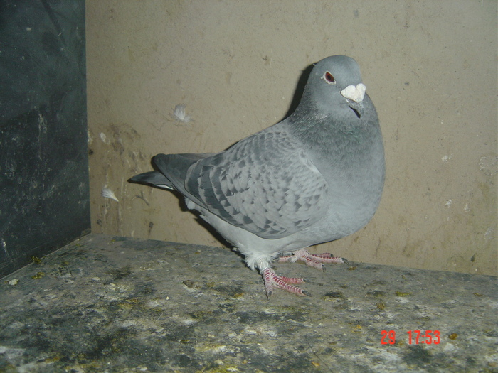 f - album 2010