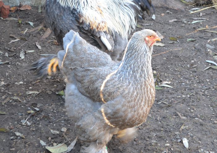 matura 2013 - B__Brahma Silver orange