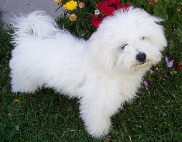 caini_bichon_havanese_862