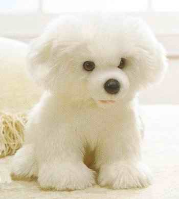 Bichon-Frise-1 - caini bichoni