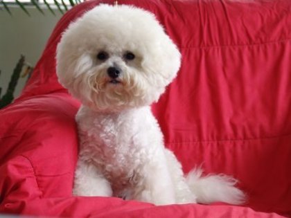 bichon_frise_3_a - caini bichoni