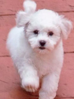 bichon_frise_tn - caini bichoni