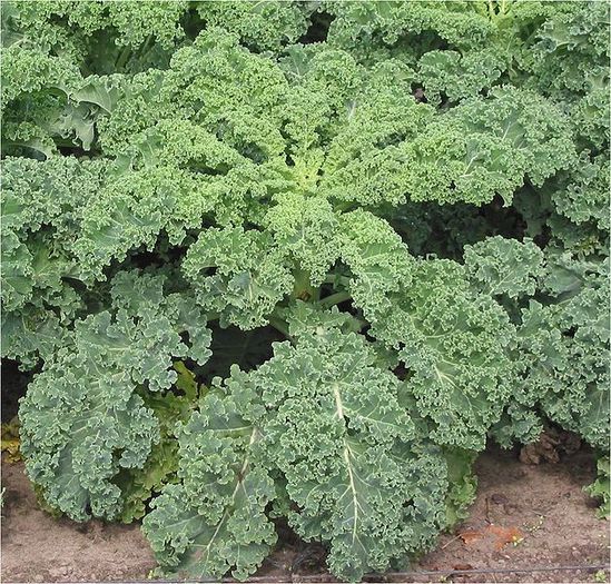 kale - kale